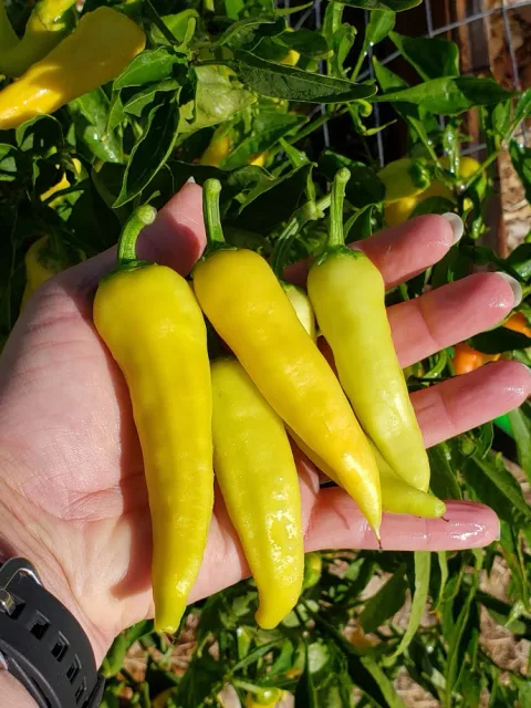 Yellow Wax Sweet Peppers